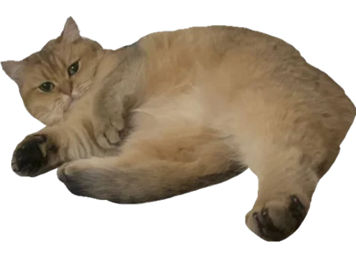 животное млекопитающее кошка