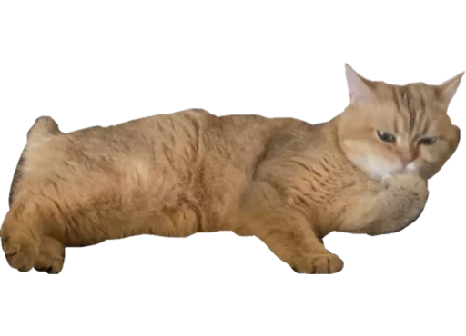 животное кошка млекопитающее