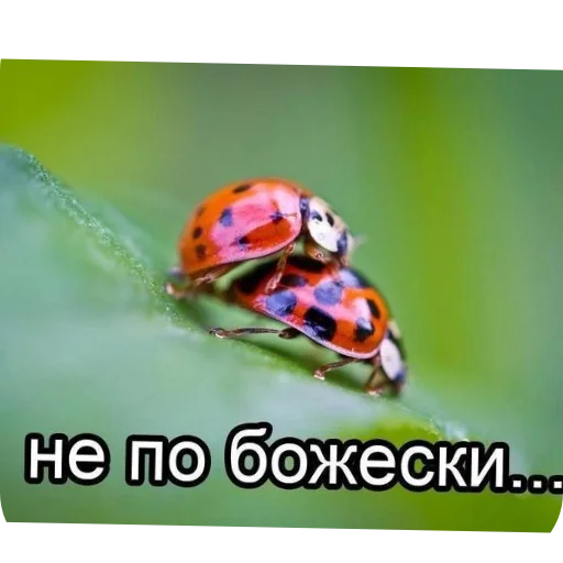 Стикер Sos3247 - 1