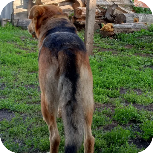 Стикер SosoObezya - 1