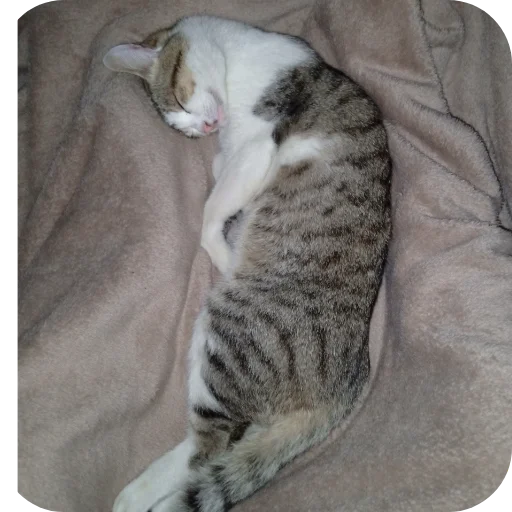 Стикер SosoObezya - 1