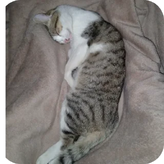 Стикер Сосо обезя - 4