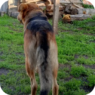 Стикер Сосо обезя - 6