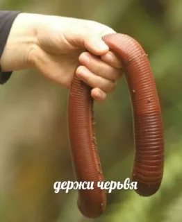 Sticker SosokPack - 7