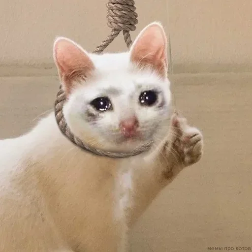 млекопитающее животное кошка