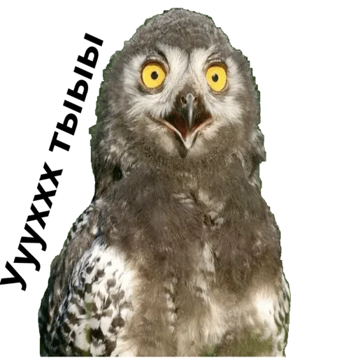 Sova_(@Wellness_sveta - 