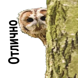 Стикер Sova_(@Wellness_sveta - 4