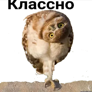 Стикер Sova_(@Wellness_sveta - 3