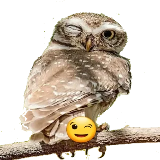 Стикер Sova_(@Wellness_sveta - 6