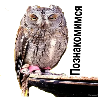 Стикер Sova_(@Wellness_sveta - 8