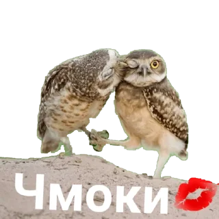 Стикер Sova_(@Wellness_sveta - 0