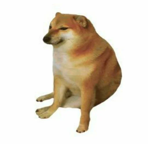 mammal animal dog breed