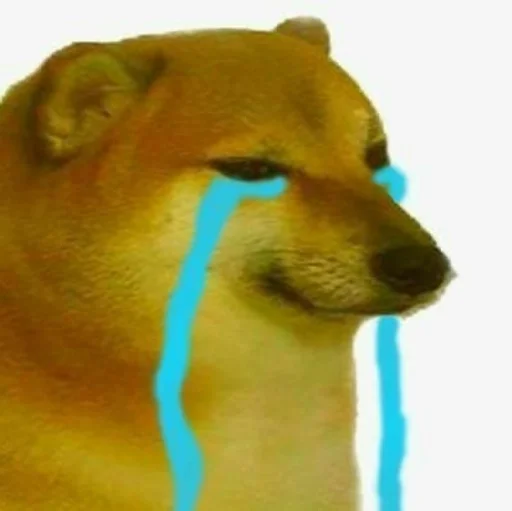 animal mammal dog breed