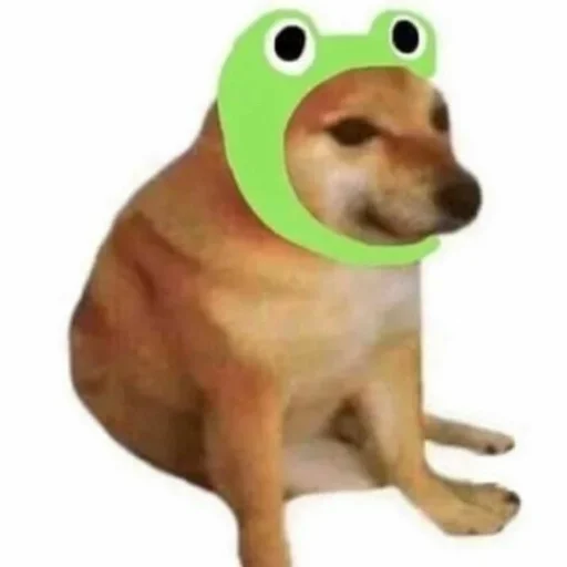 animal pet dog breed