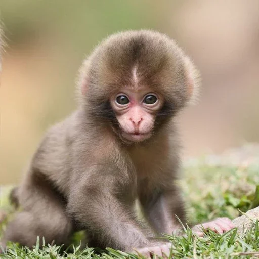 animal mammal primate