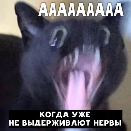 СМС млекопитающее животное