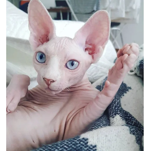 animal mammal small to medium-sized cats