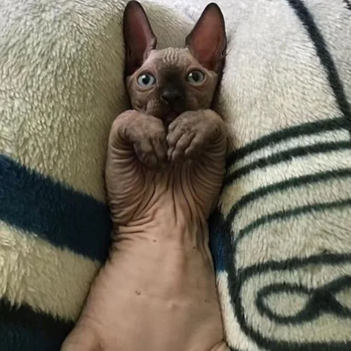 animal mammal indoor