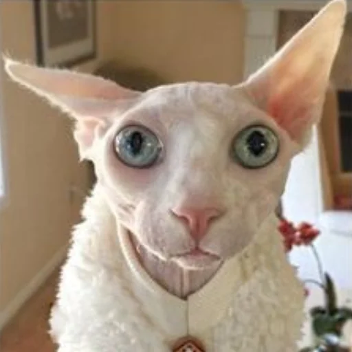 mammal animal indoor