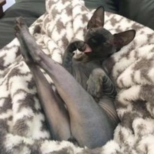 animal mammal indoor