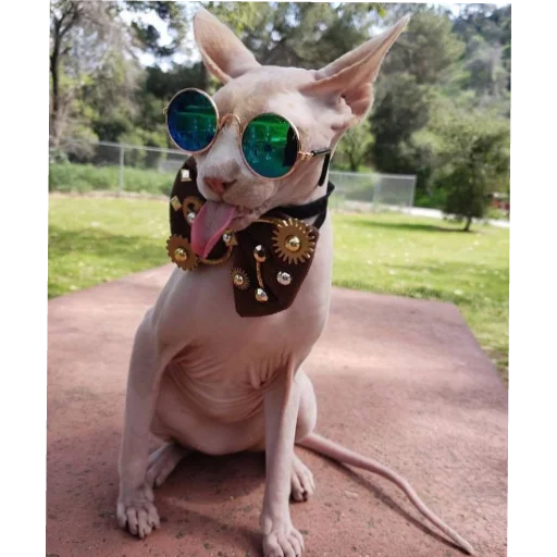 pet outdoor dog breed