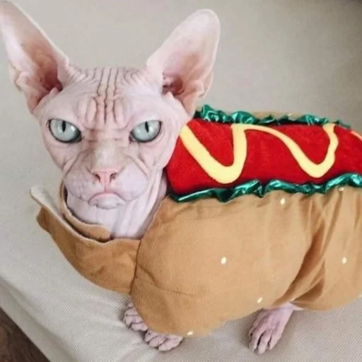 animal indoor mammal