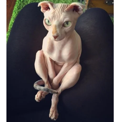 animal felidae mammal