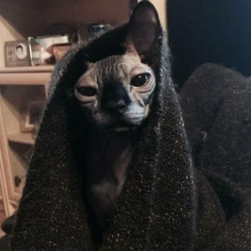 животное комнатный млекопитающее