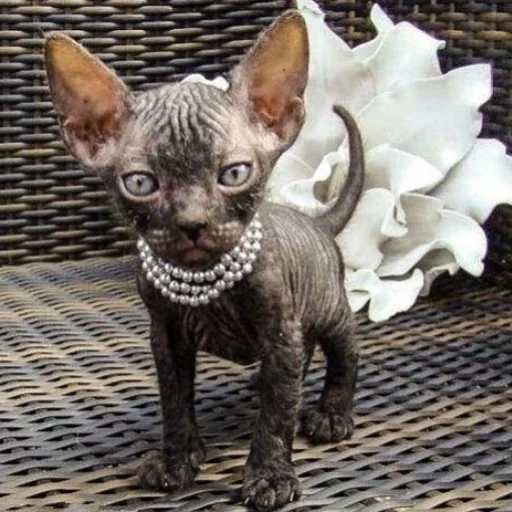 животное млекопитающее домашнее животное