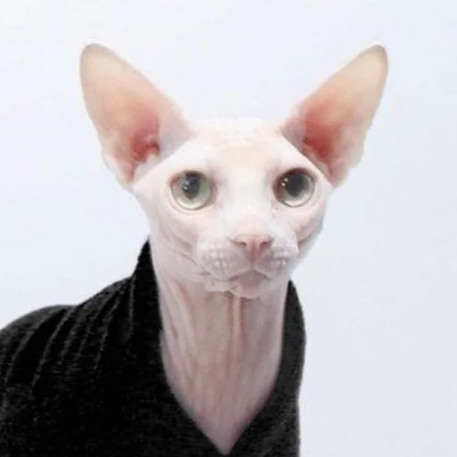 млекопитающее животное домашнее животное