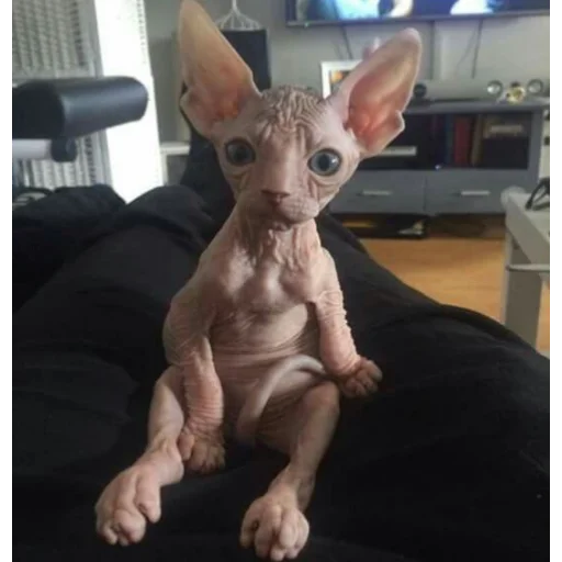 комнатный млекопитающее домашнее животное