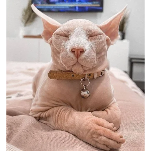 комнатный домашнее животное млекопитающее