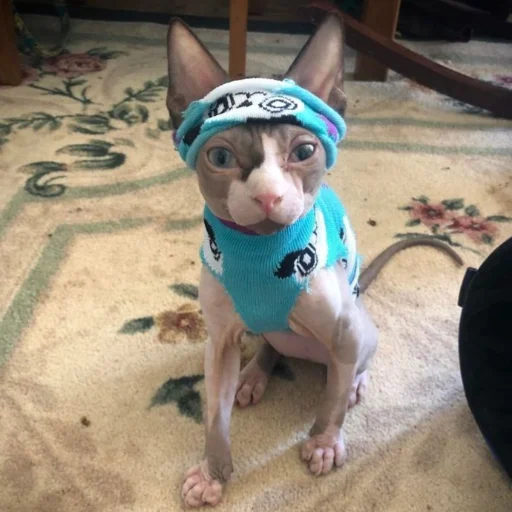 домашнее животное порода собак одежда для собак