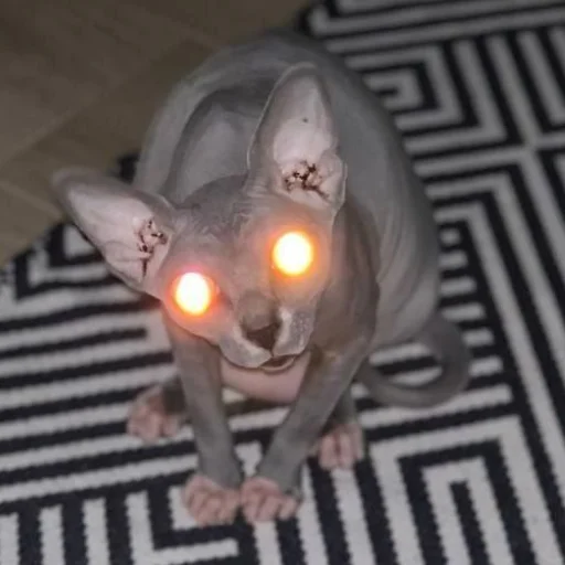 млекопитающее животное комнатный