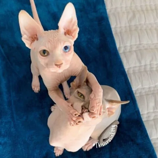 toy animal figure cat