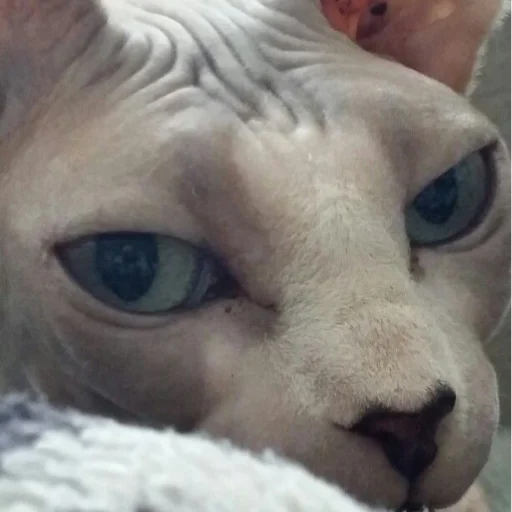 животное млекопитающее кошачьи