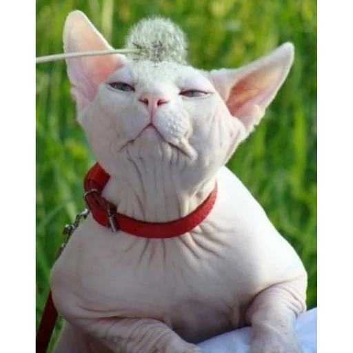 млекопитающее животное кошки малого и среднего размера