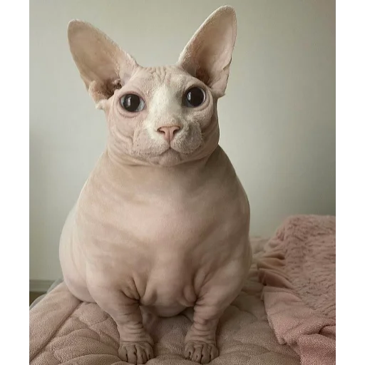 животное млекопитающее кошка