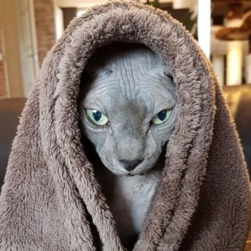 мех кошка млекопитающее