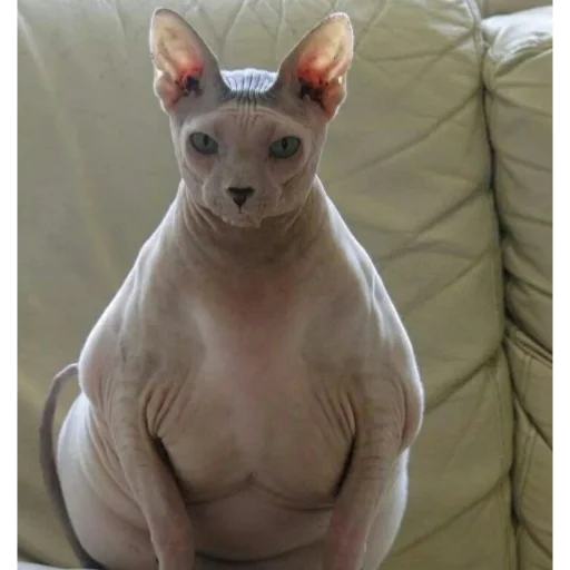 animal mammal indoor