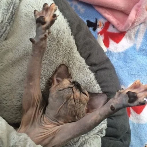 mammal person laying