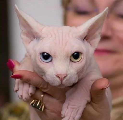 млекопитающее животное кошки малого и среднего размера