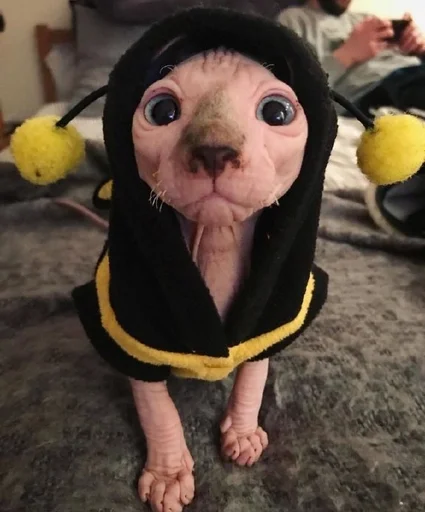 фаршированный млекопитающее животное