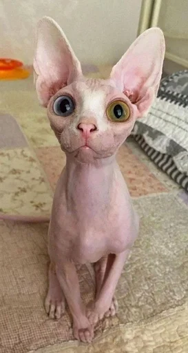 animal mammal indoor