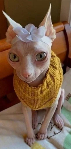 кошка млекопитающее комнатный