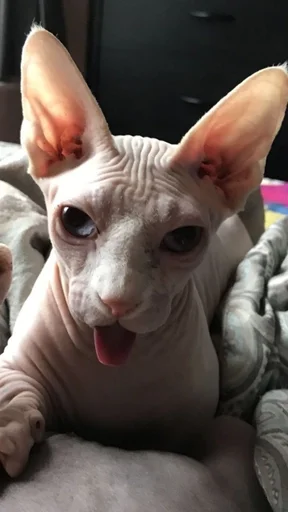 животное домашнее животное млекопитающее