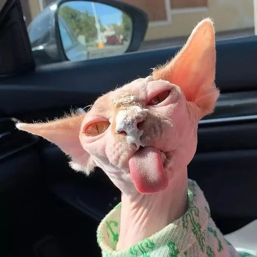 автомобиль животное кошка