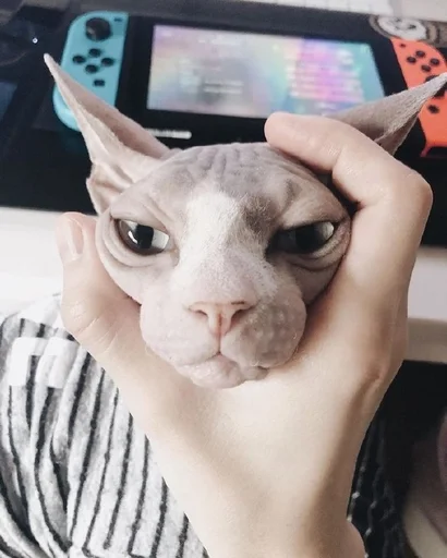 person indoor mammal