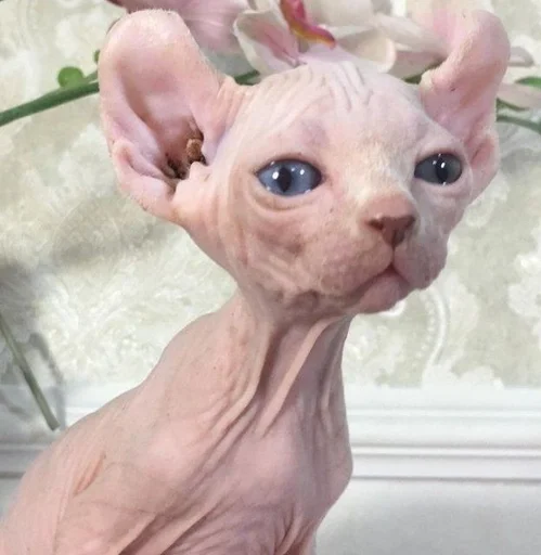 млекопитающее комнатный животное