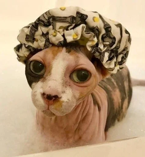 комнатный искусство ношение